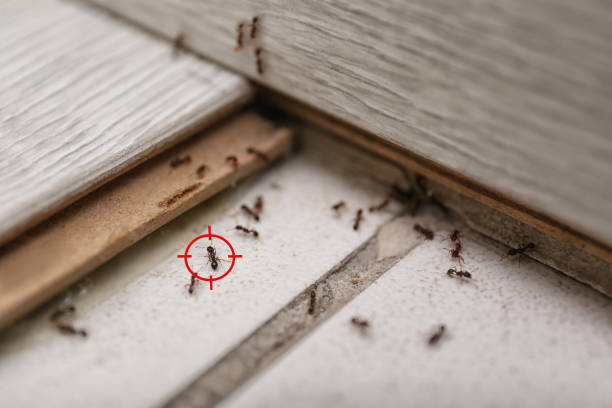 Best Residential Pest Control  in Keansburg, NJ